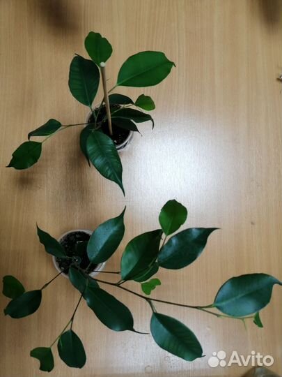 Фикус бенджаминаДаниэль