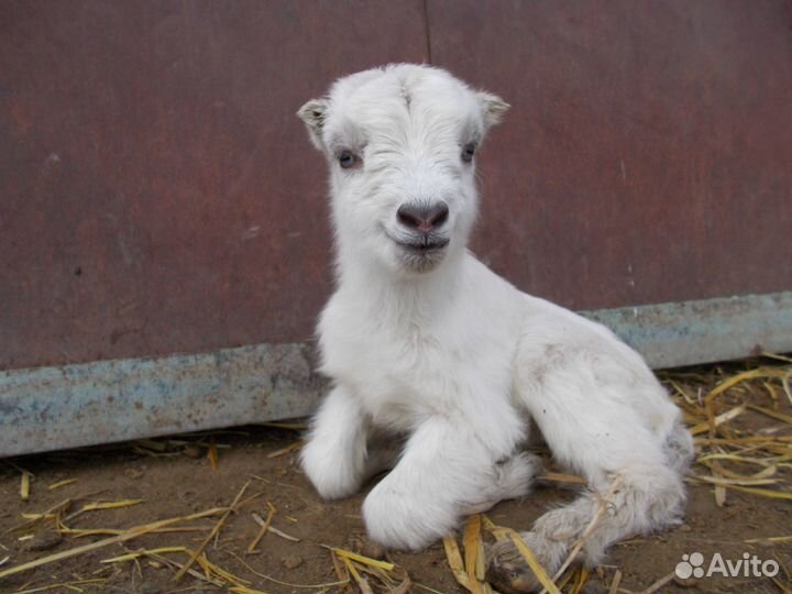 Продается 2х месячный козлик.козы