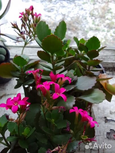 Каланхоэ цветущий