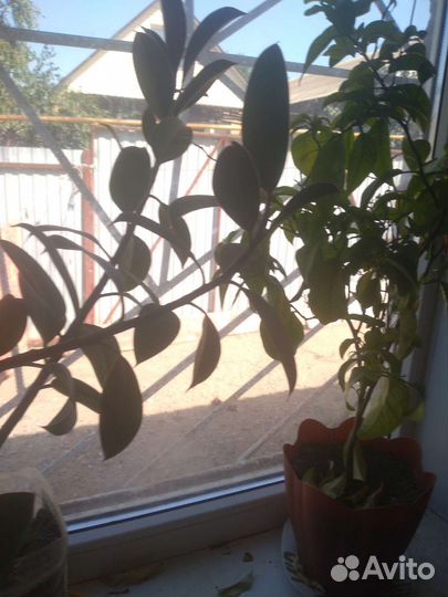 Фикус и мандарин