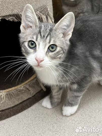 Котенок мальчик 3-3,5 мес