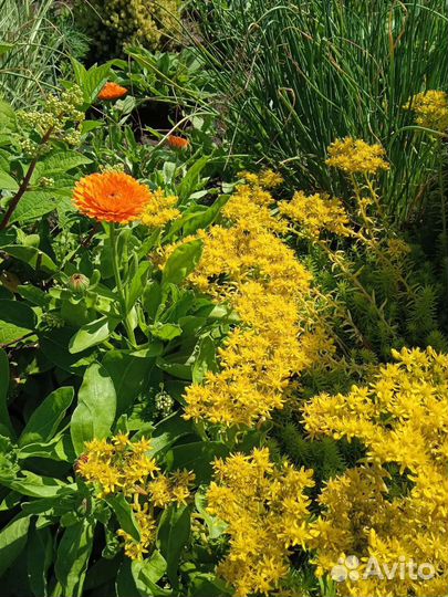 Очиток отогнутый «Ауреум»