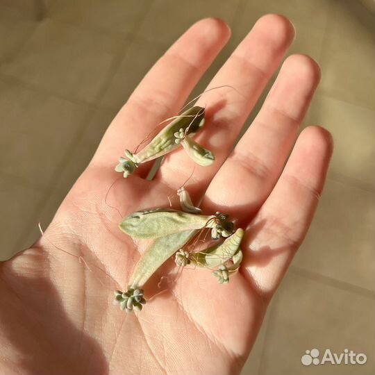 Граптопеталум / растение / суккулент