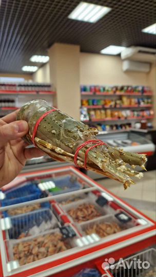 Лангуст Королевский (свежемороженный)