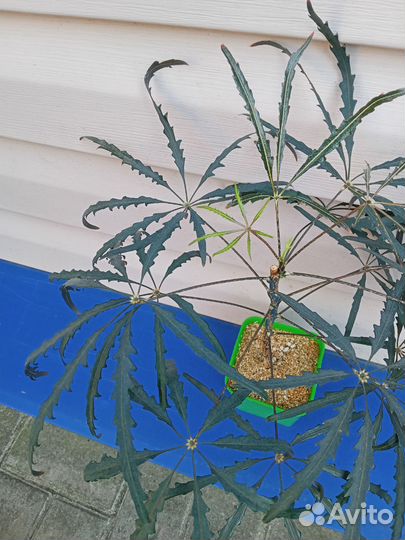 Дезиготека