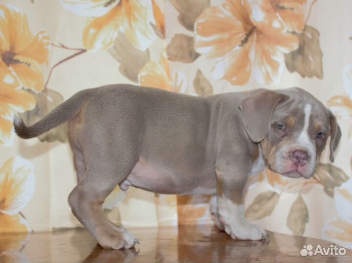 Булли парень classic