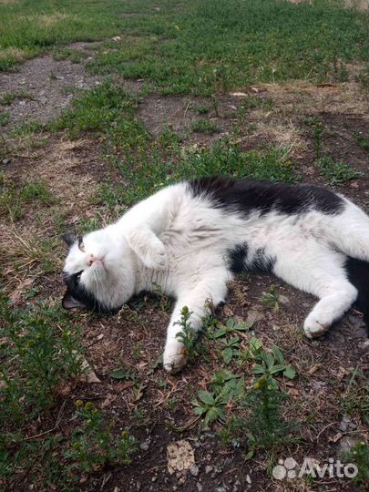 Отдам кота в добрые руки