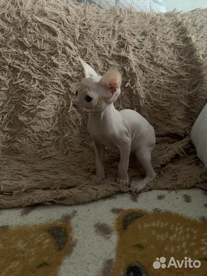 Канадский сфинкс