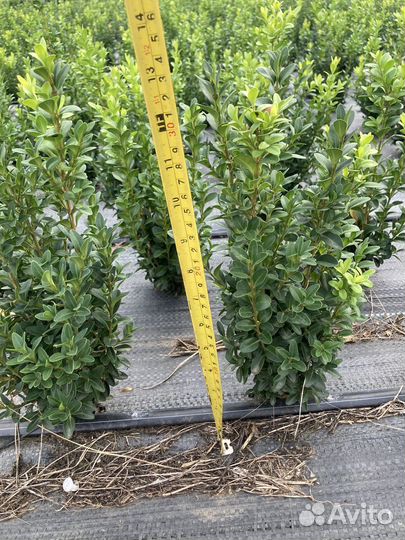 Самшит 30-35см