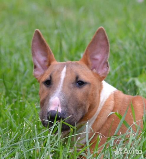 Миниатюрный бультерьер