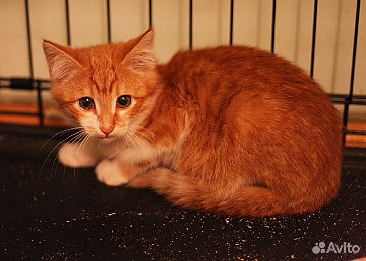 Бедный Йорик страдает в клетке без человека