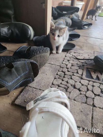 Кошки бесплатно