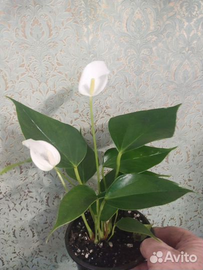 Антуриум Лилли вайт и Ред