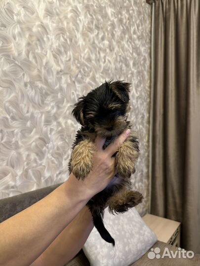 Йоркширский терьер щенки