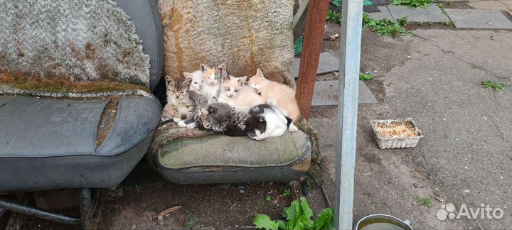 Котята в добрые руки