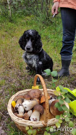 Спаниель для вязки