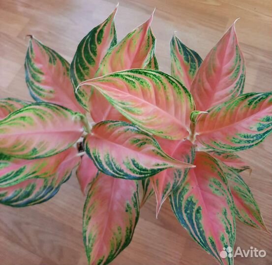 Аглаонема панама пинк