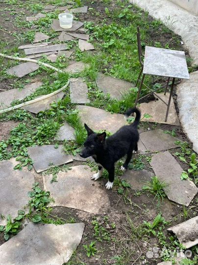 Щенок мальчик