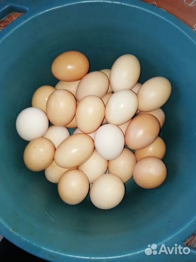 Инкубационное яйцо кучинской