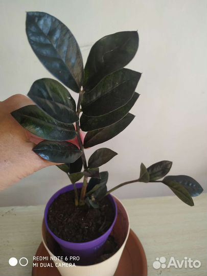 Замиокулькас равен. (Черный)