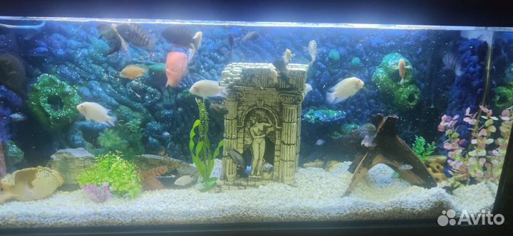 Аквариум с тумбой 450л