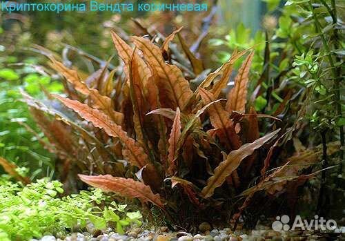 Аквариумные растения