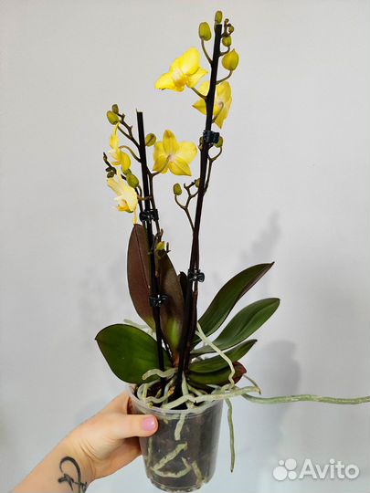 Орхидея goddess d12/45 2 цветоноса