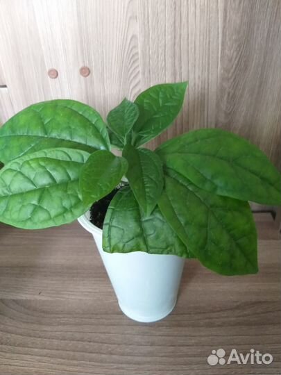 Клеродендрум Томпсона