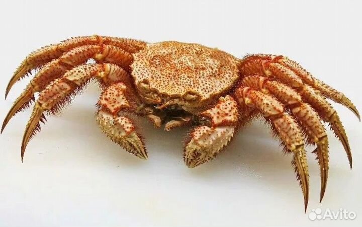Краб Волосатик