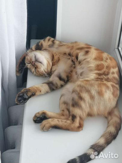 Бенгальская кошка