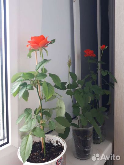 Гибискус, Кустовые розы, Герань