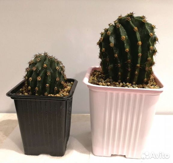Кактусы - Эхинопсис эйриеза (Echinopsis eyriesii)