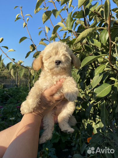 Щенок карликового пуделя