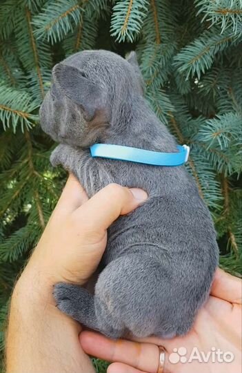 Лиловый французский бульдог девочка