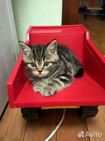 Шотландский кот