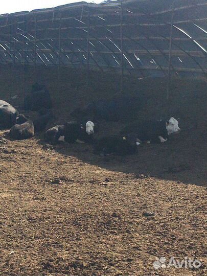 Продаются бычки и телочки