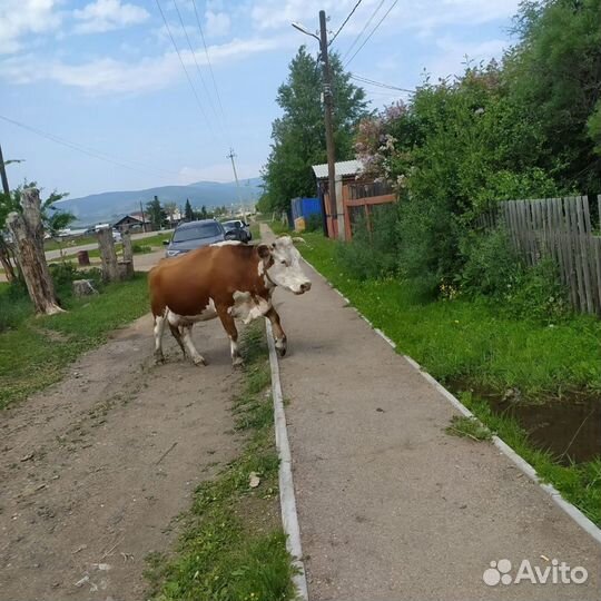 Корова дойная