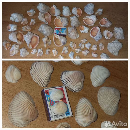 Ракушка 6 кг