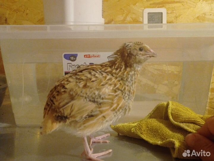 Перепела 30 дней