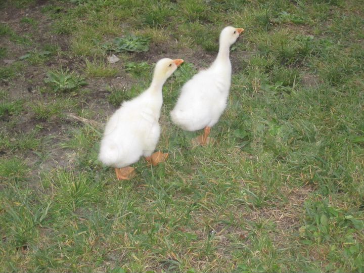 Участок 36 сот. (ИЖС)