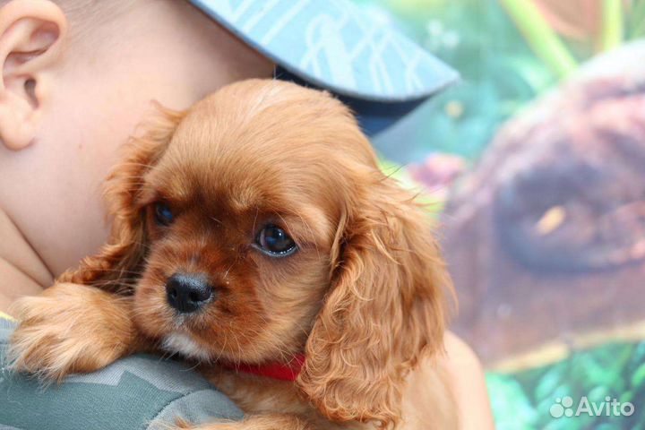 Кавалер Кинг Чарльз Спаниэль