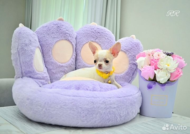 Чихуахуа микро мальчик