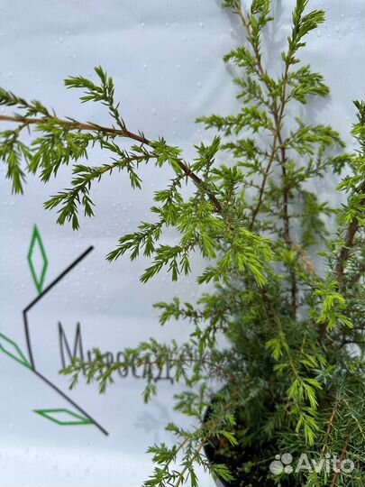 Можжевельник Суецика