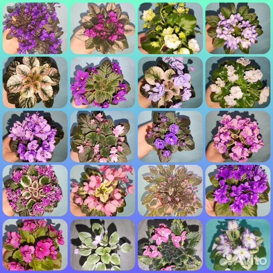 Сортовые фиалки