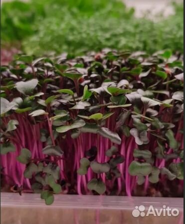 Семена для микрозелени