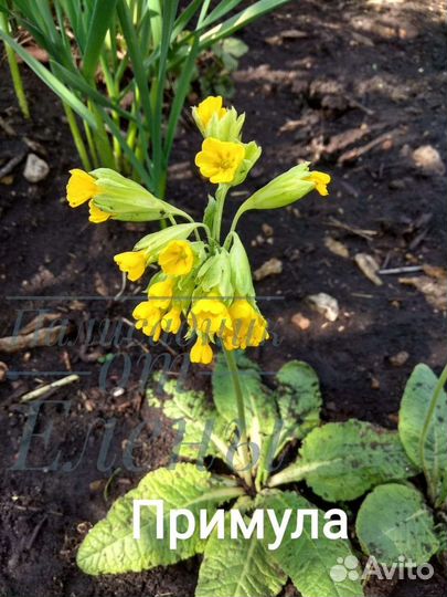 Многолетники для сада цветы