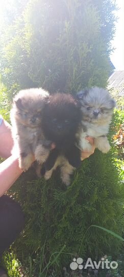 Щенки шпица