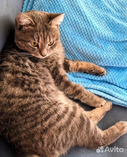 Молоденький котик