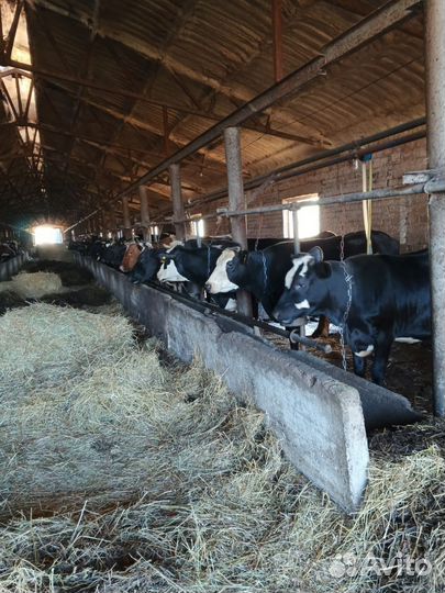 Коровы дойные и нетели
