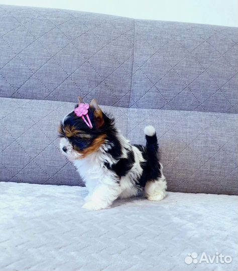 Большой выбор